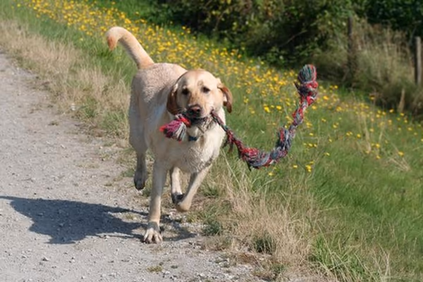 Sycamore Park Off-Leash Dog Area photo 1